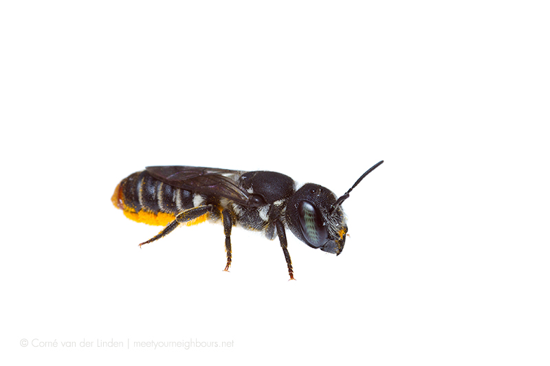 <!--Megachile (Hackeriapis) sp. , Leafcutter bee-->